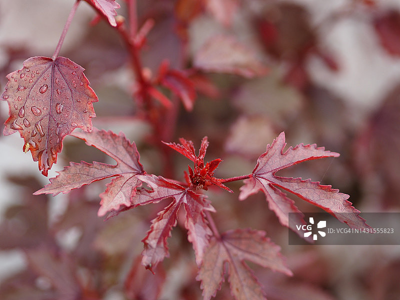红花、洛神花，花园中红叶洛神葵树，锦葵科图片素材