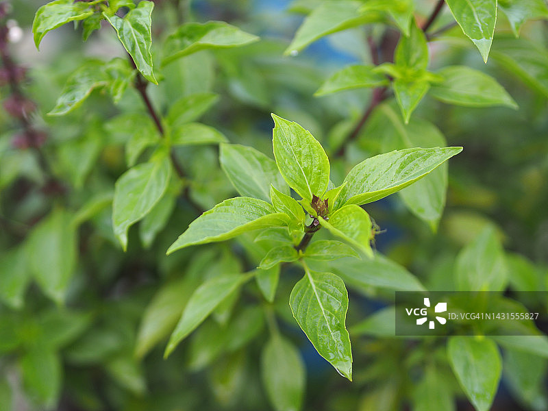 泰国甜罗勒图片素材