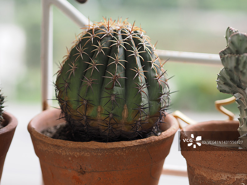 秘鲁天轮柱仙人掌图片素材