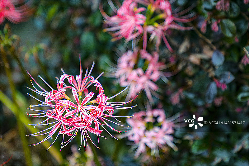 雨中的蜘蛛百合图片素材
