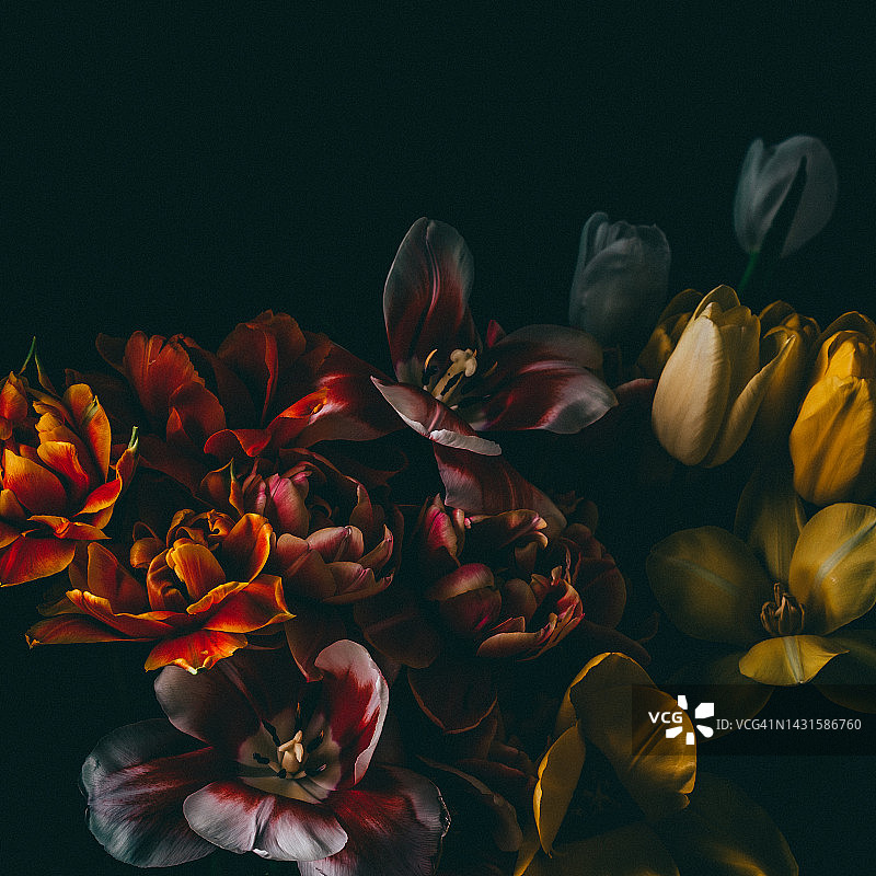 盛开的鲜花低调图像图片素材