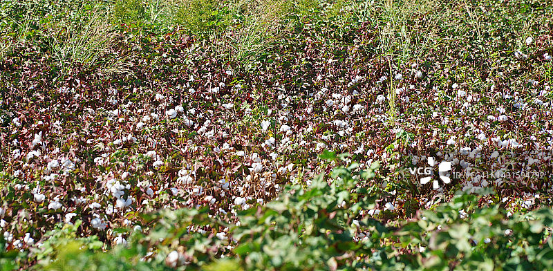尚勒乌尔法棉田图片素材