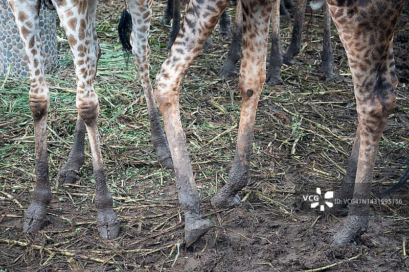 长颈鹿腿部图案纹理特写图片素材