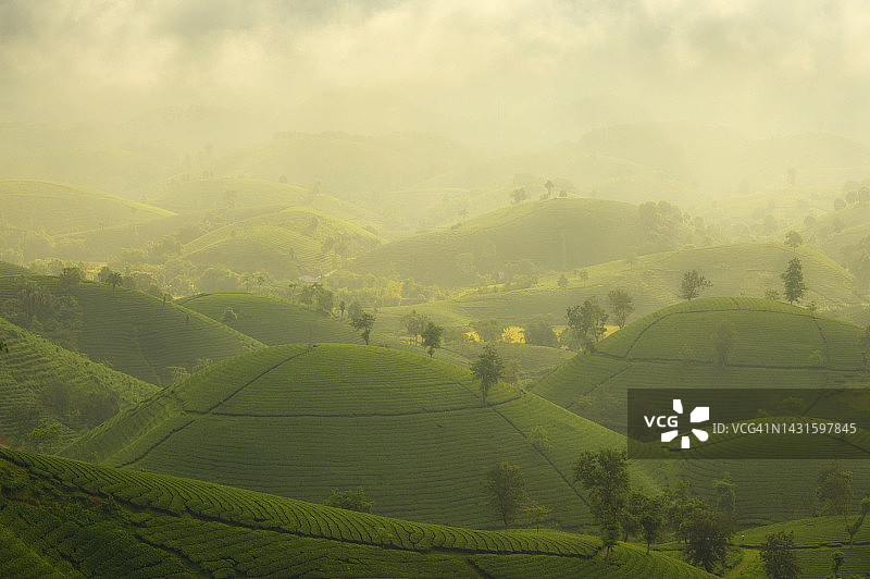 隆可可茶园的日出图片素材