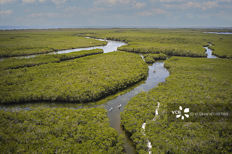 佛罗里达群岛基拉戈的红树林栖息地图片素材
