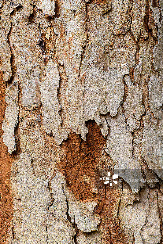 悬铃木树皮背景图片素材
