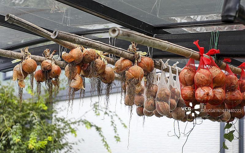 晾晒洋葱图片素材