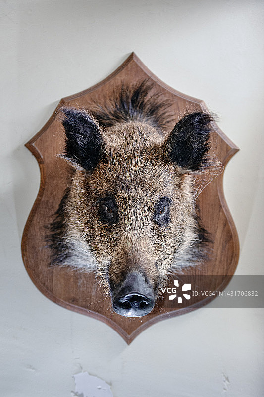 墙上的野猪头图片素材