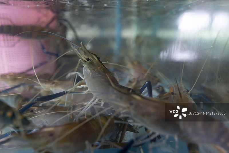 泰国街头美食鱼缸中的巨型淡水虾俯视图图片素材