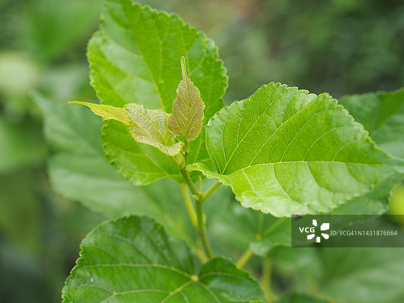 花园里树上盛开的绿色桑葚果，模糊的自然背景图片素材