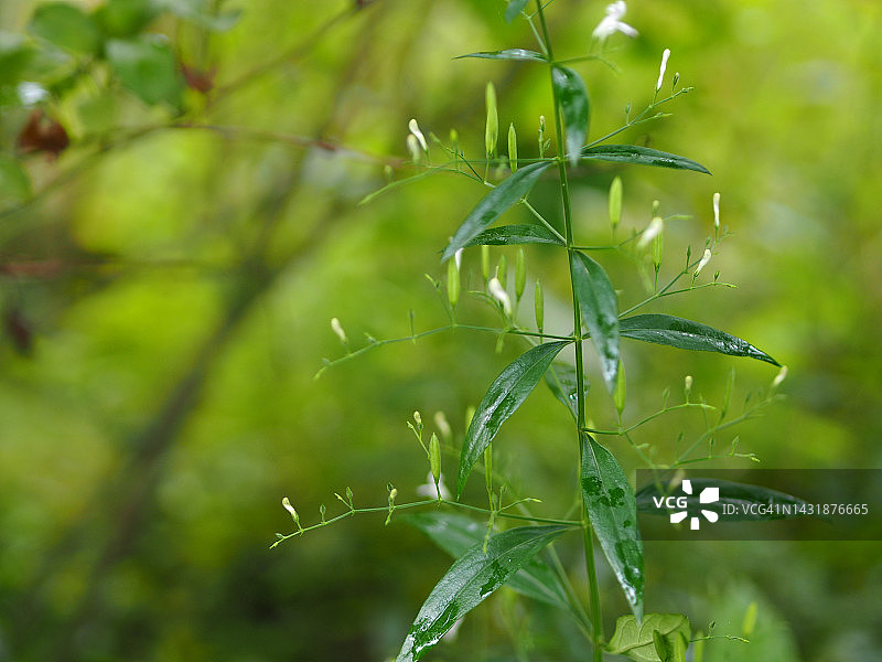 穿心莲，泰国草药，缓解喉咙痛，退烧，绿色蔬菜可预防新冠图片素材