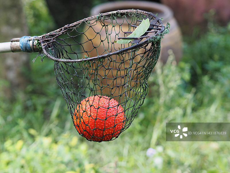 木鳖果图片素材
