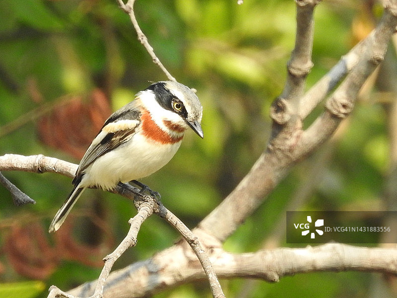 赞比亚卡富埃国家公园的颏斑鹟图片素材