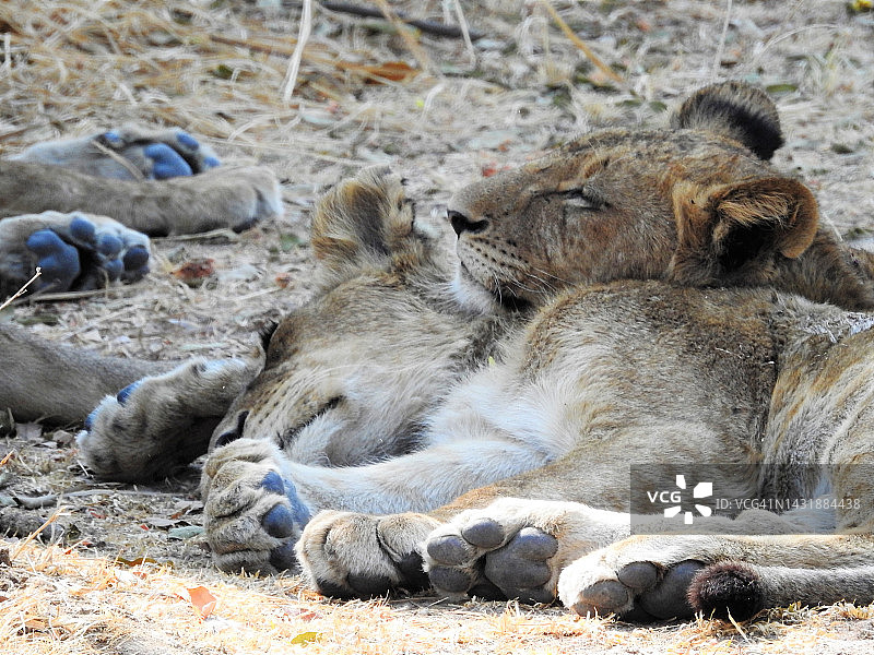 幼狮在赞比亚卡富埃国家公园小憩图片素材