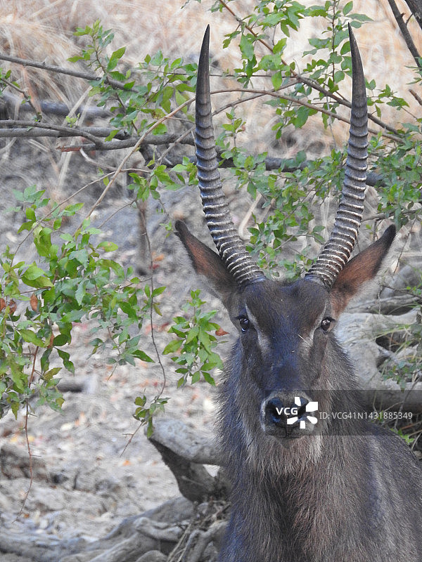 赞比亚卡富埃河水边的德法萨水羚图片素材