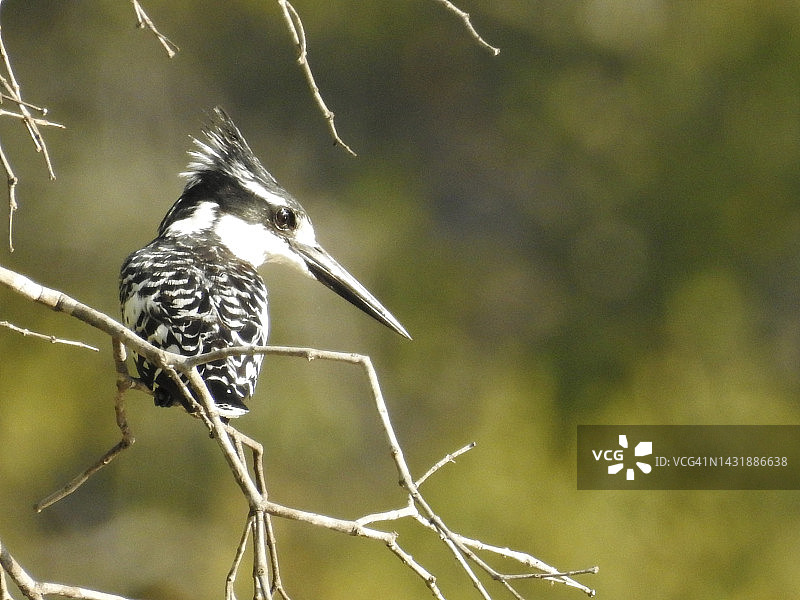 等待观望的斑鱼狗图片素材