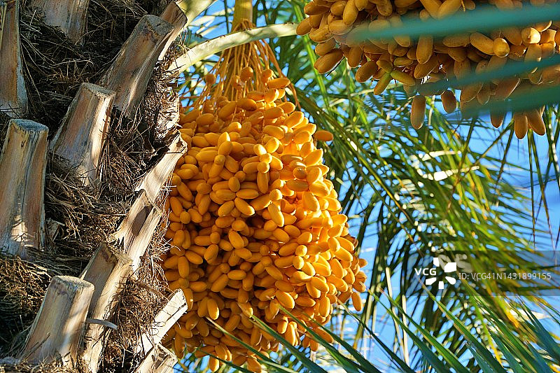 海枣树图片素材