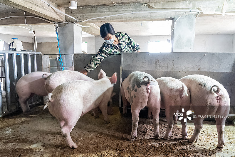 在养猪场工作的女人图片素材