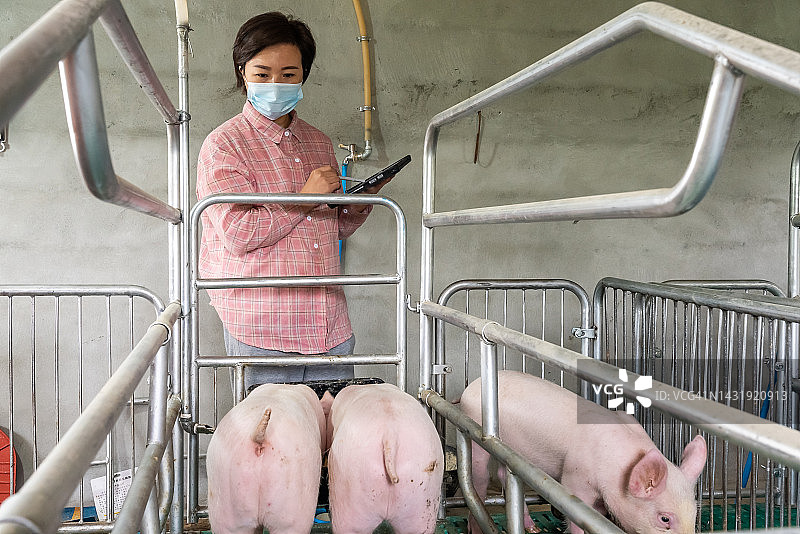 在养猪场使用平板电脑的女人图片素材