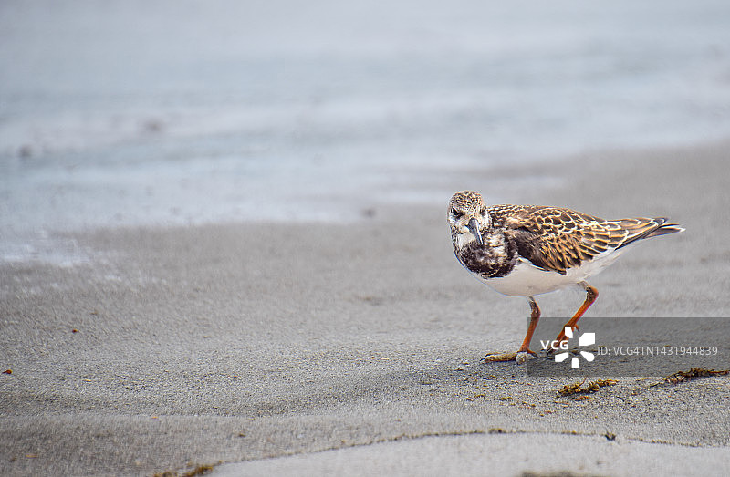 佛罗里达海滩上的矶鹞图片素材