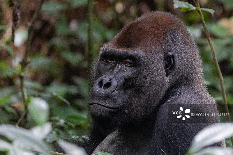 银背西部低地大猩猩图片素材