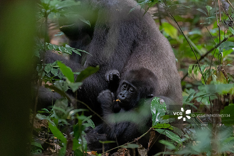 银背西部低地大猩猩图片素材