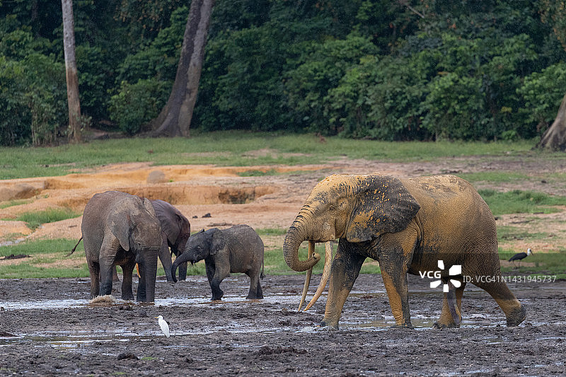 赞加拜的森林象群图片素材