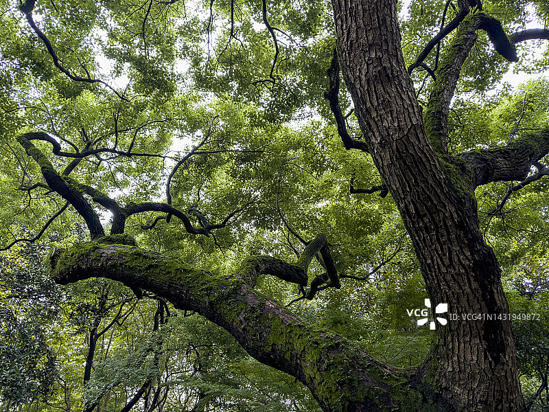 大树枝叶形成的图案图片素材