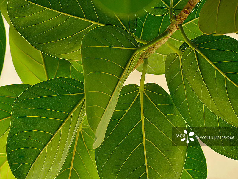 具有药用价值的圣树榕树图片素材