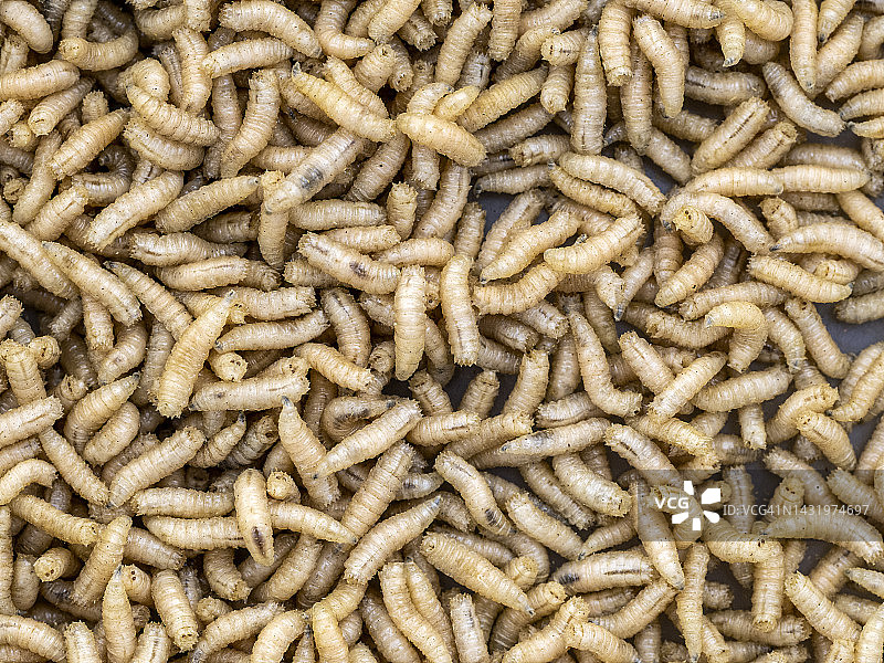 苍蝇幼虫用作鱼饵图片素材