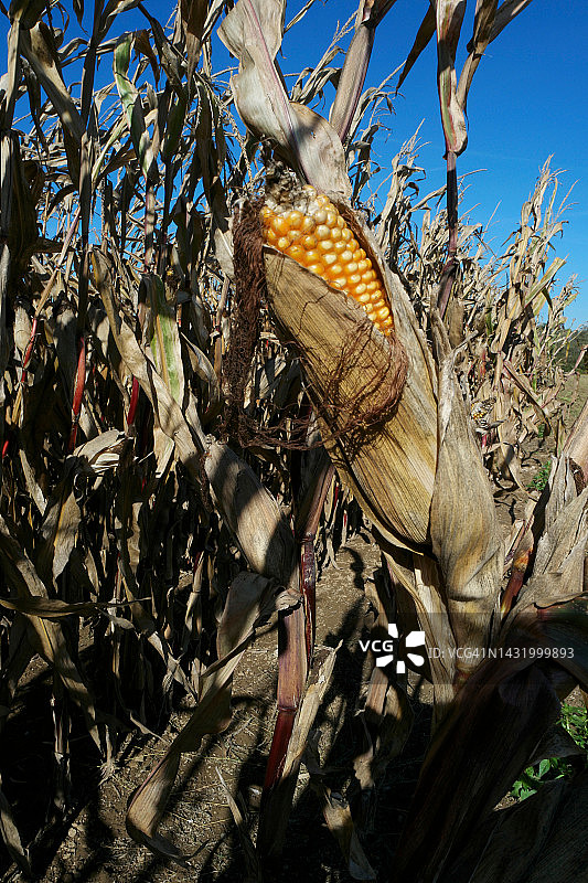 待收割的玉米穗图片素材