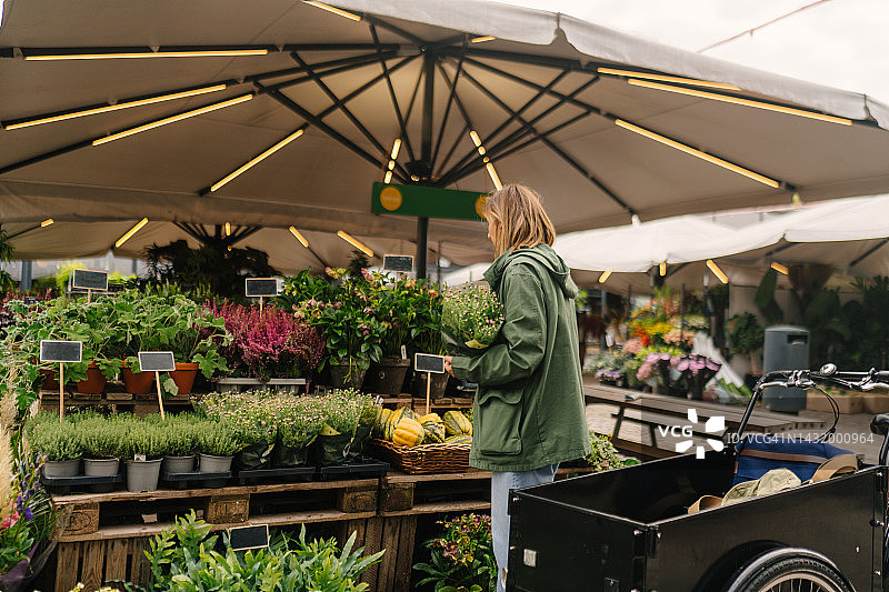 购买室内植物图片素材