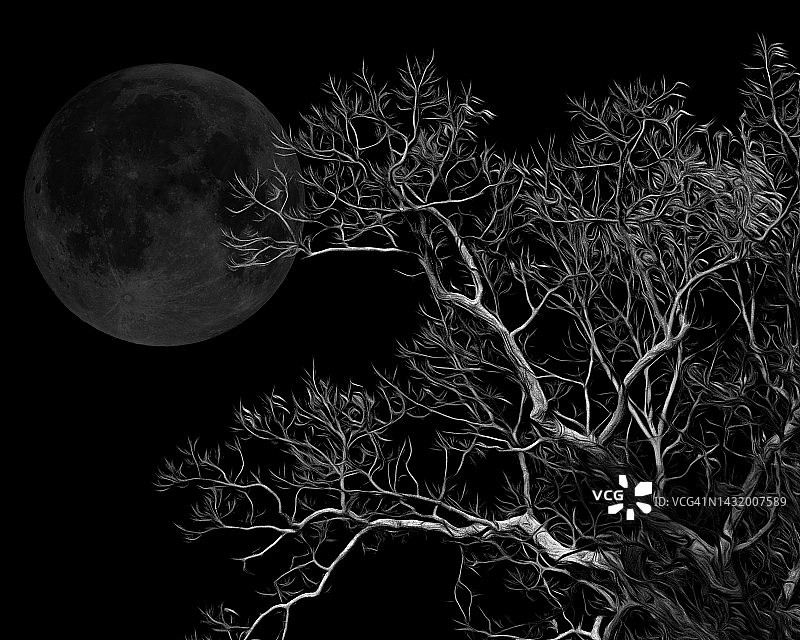夜晚的满月和恐怖的裸树图片素材