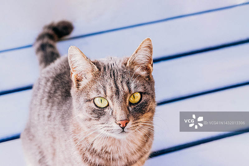 条纹背景下黄色眼睛的灰色猫俯视图图片素材