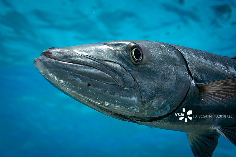 金梭鱼图片素材