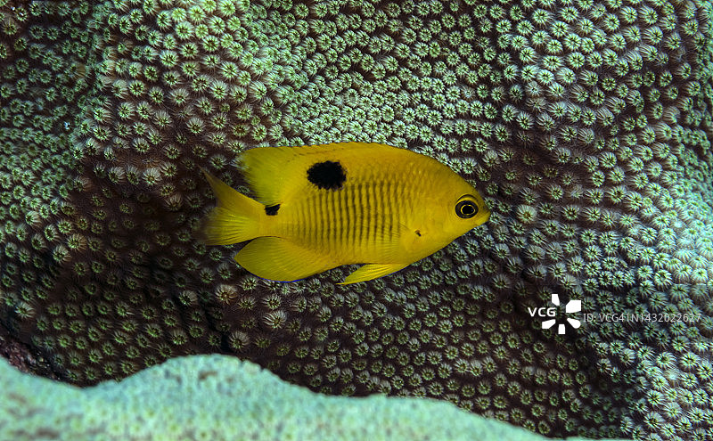 三点圆雀鲷图片素材