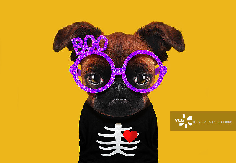 万圣节的搞笑狗图片素材