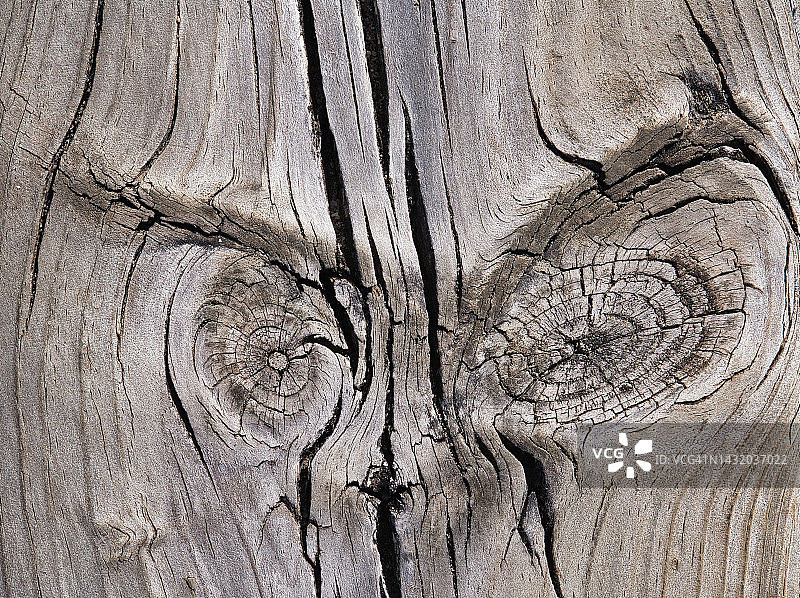 木板中两个饱经风霜的结图片素材