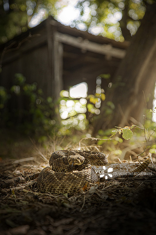 响尾蛇图片素材