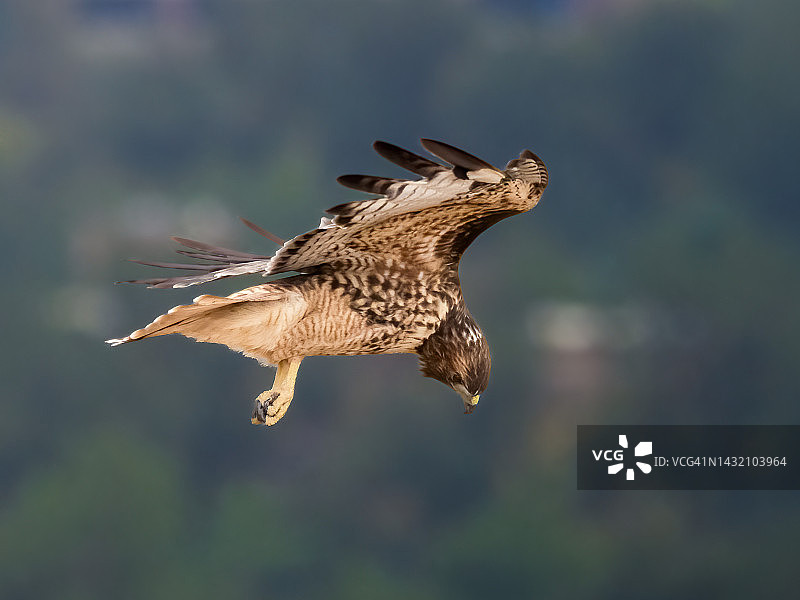 红尾鹰捕猎图片素材