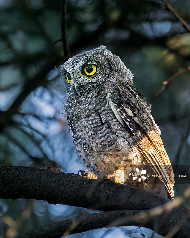 西部角鸮图片素材