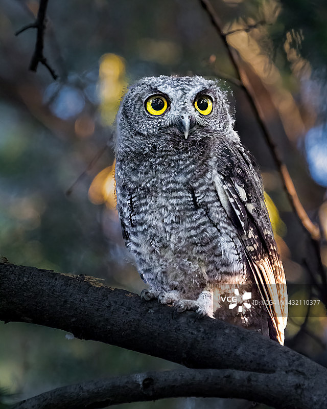 西部角鸮图片素材