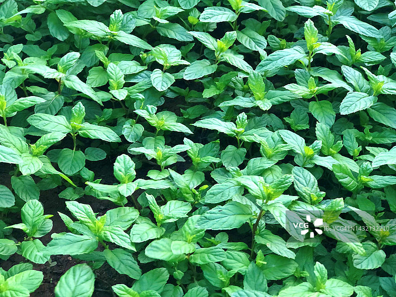 有机薄荷植物图片素材