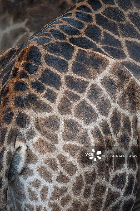 长颈鹿皮肤纹理图案特写图片素材