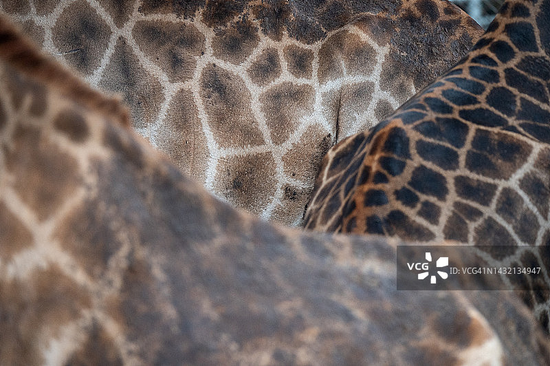 长颈鹿皮肤纹理图案特写图片素材