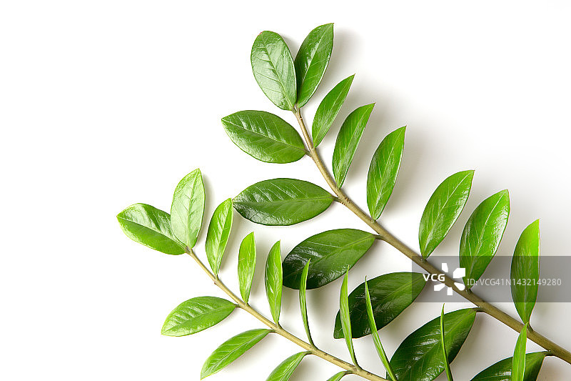 金钱树的树枝与绿色叶子图片素材