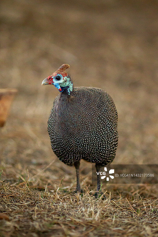盔珠鸡图片素材