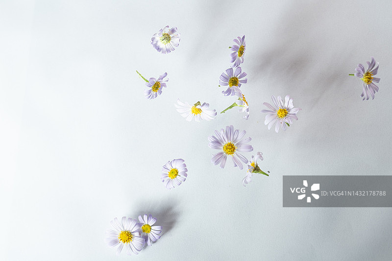 白色背景空中飞舞紫菀图片素材