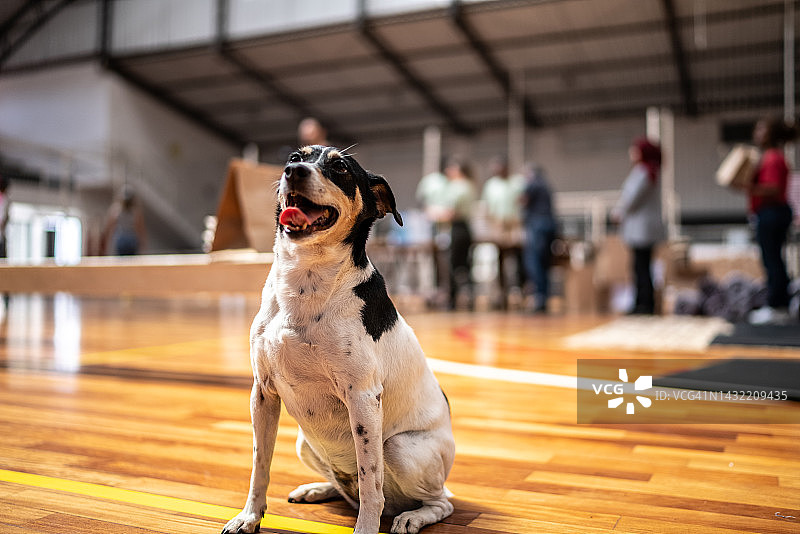 社区活动中心的狗图片素材