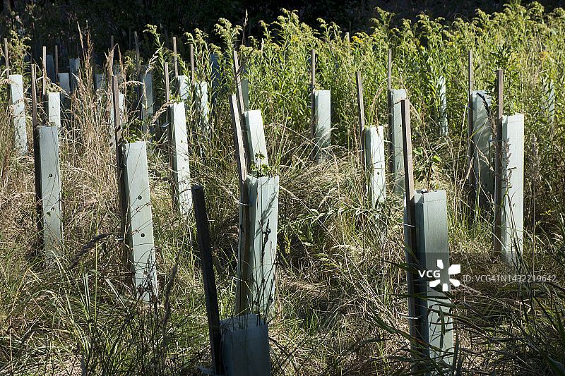 幼树防护罩图片素材